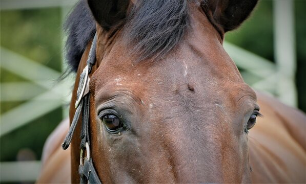 Portrait of horse close eyes detail