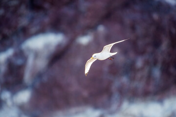 seagull in flight