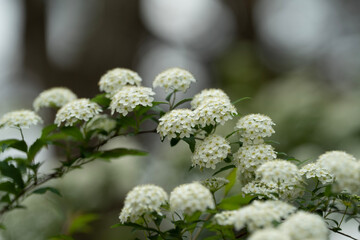 close up of branches