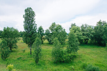 Fototapeta na wymiar Spring meadow with large trees with fresh green leaves. 