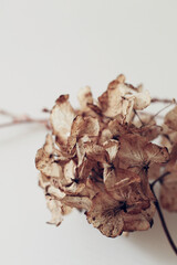 dry brown hydrangea flower, autumn mood background