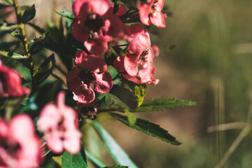 Leptospermum scoparium flower in Mon Jam