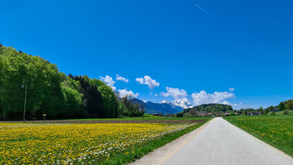 A narrow road through endless fields of dandelions and a dense forest at the edges. In the back there are snow-cappedmountain peaks. Clear and bright day. Idyllic, rural landscape. Spring in Alps