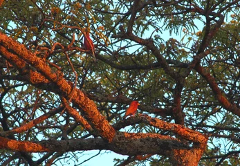 Foto op Aluminium Couple Birds on Tree in Bush of Zambia South Africa © Samik