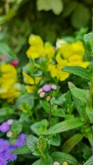 flower in the garden