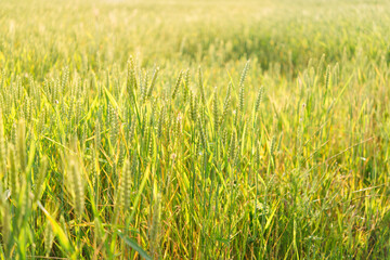 Wheat fields. Ears of golden wheat close up. Beautiful Nature Landscape. Rural landscapes in shining sunlight. Background of the ripening of the ears of a wheat field. Rich harvest concept.