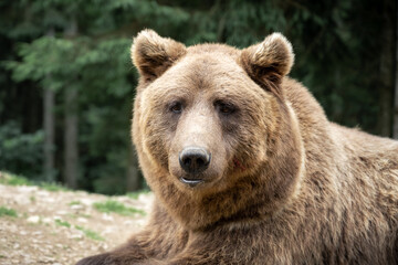 Fototapeta premium Brown wild bear portrait in green summer forest