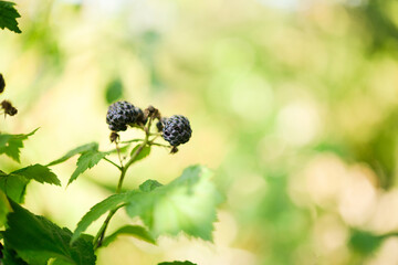Ripe blackberry in the garden. Card with copy space for text.	