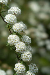 white flowers of a tree