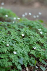 green moss on the ground