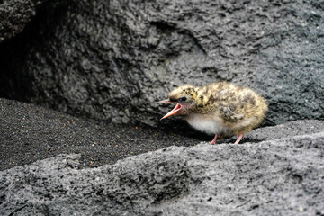 Arctic Tern Chick - lava rock - Iceland