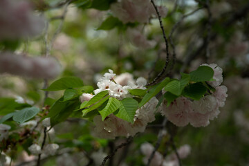 tree blossom