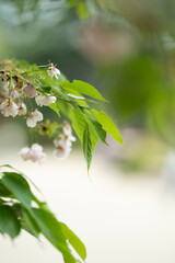 branch of a tree