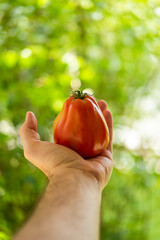Large ripe red bull heart tomato held in hand by Caucasian male hand. Close up shot shallow depth of field green nature background