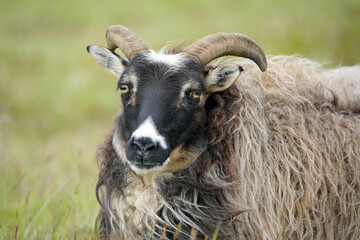 Sheep - Iceland