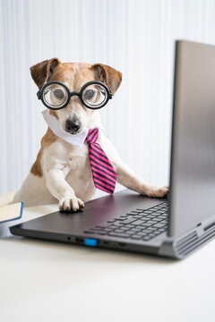 Smart dog office worker using laptop at work desk online consultation conference. Pet wearing glasses and tie. Freelancer work from home office Social distancing lifestyle. Looking at camera. Vertical
