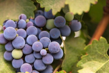 View of bunches of ripe wine grapes in green leaves in the vineyard. Selective focus.