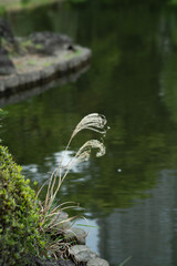 water lily in the pond
