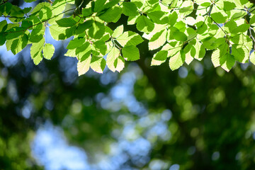Closeup nature view of green beech leaf on spring twigs