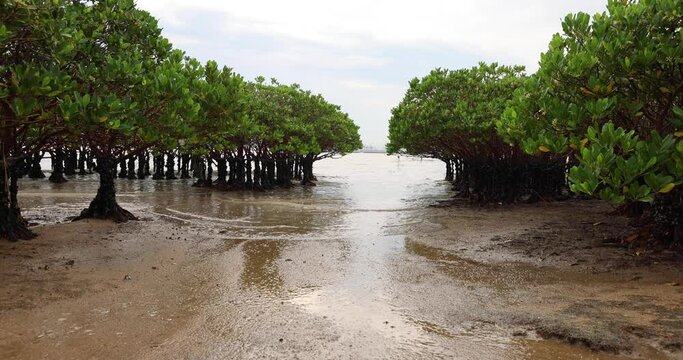 water level falls and rises in muddy beach with mangrove trees. blue sky in background