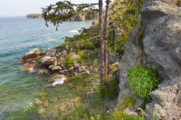 Baikal Lake on a summer sunny day. A view of a flowering plant in a rock on the bank of Olkhon Island. Summer travel and hiking. Beautiful landscape, natural background