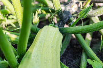 Garden zucchini on the bush. Spicy vegetables on the farm. Growing natural zucchini in natural...