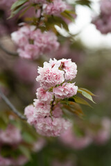 pink cherry blossom