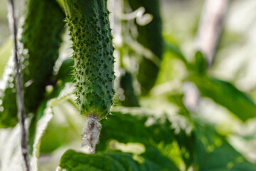 Garden cucumbers on the bush. Spicy vegetables on the farm. Growing natural cucumbers in natural conditions without chemical additives. Non-GMO products. Selective focus.