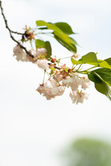 branch of cherry tree