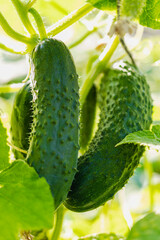 Garden cucumbers on the bush. Spicy vegetables on the farm. Growing natural cucumbers in natural conditions without chemical additives. Non-GMO products. Selective focus.