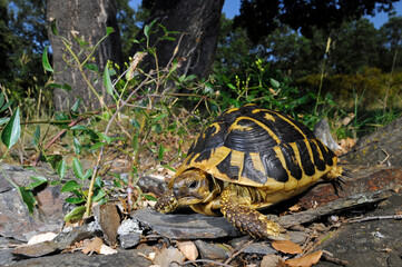 Hermann's tortoise // Griechische Landschildkröte (Testudo hermanni hermanni) - Spain // Spanien 