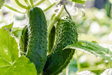 Garden cucumbers on the bush. Spicy vegetables on the farm. Growing natural cucumbers in natural conditions without chemical additives. Non-GMO products. Selective focus.