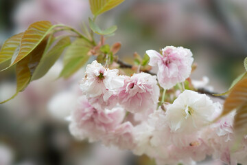 pink cherry blossom
