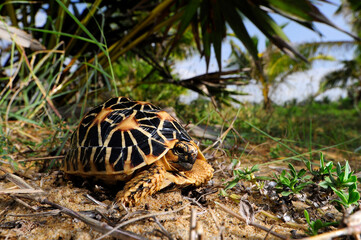 Indian Star Tortoise // Indische Sternschildkröte (Geochelone elegans) - Sri Lanka