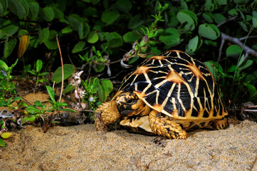 Indian Star Tortoise // Indische Sternschildkröte (Geochelone elegans) - Sri Lanka