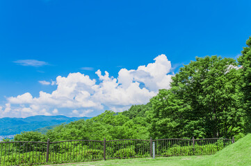 青空と雲と新緑が覆い茂る木の背景素材。暑中見舞いのテンプレート。
