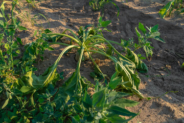 Close-up of a field with half-dried sugar beet on a hot sunny summer day. The concept of crop dewatering in the dry season