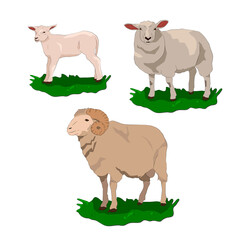 lamb_sheep_ram