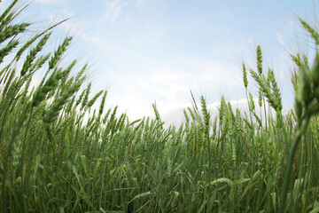 Beautiful view of wheat field, fish eye effect