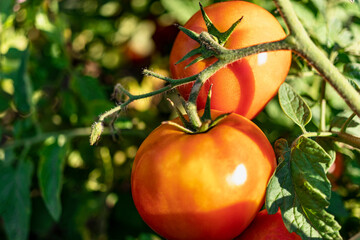 Garden tomatoes on the bush. Spicy vegetables on the farm. Growing natural tomatoes in natural conditions without pescides. Non-GMO products. Selective focus.