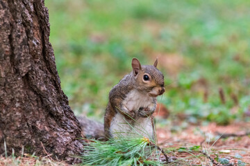Exemplary of Sciurus Carolinensis, the gray squirrel native of North America that populates some Italian parks in the Region of Lombardy, Piedmont and Liguria