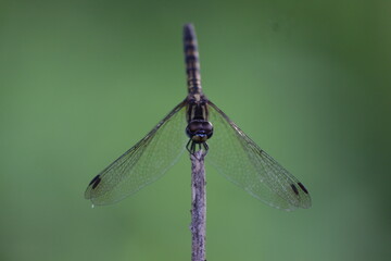 Black Dragonfly on tree branch
