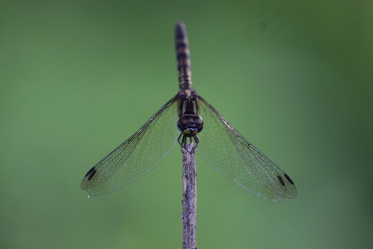 Black Dragonfly on tree branch