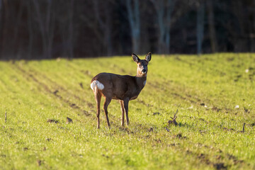 deer in the woods