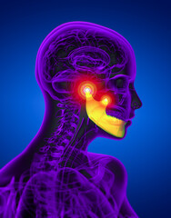 3d rendered illustration of jaw bone