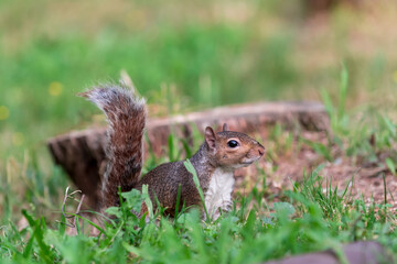 Exemplary of Sciurus Carolinensis, the gray squirrel native of North America that populates some Italian parks in the Region of Lombardy, Piedmont and Liguria