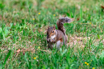 Exemplary of Sciurus Carolinensis, the gray squirrel native of North America that populates some Italian parks in the Region of Lombardy, Piedmont and Liguria