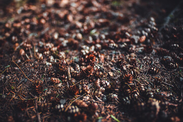 pine cones