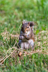 Exemplary of Sciurus Carolinensis, the gray squirrel native of North America that populates some Italian parks in the Region of Lombardy, Piedmont and Liguria