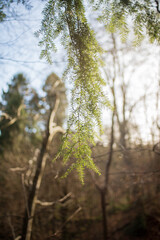 trees in the forest